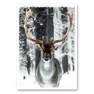 Hirsch im Schnee Canvas